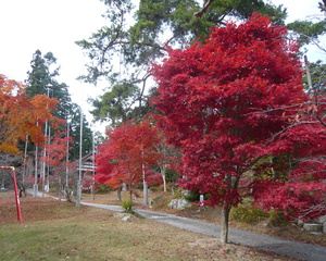 入登山神社の紅葉の様子(11月9日)
