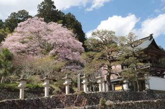 龍嶽寺の桜1