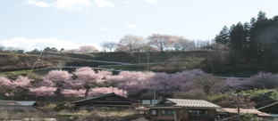 手塚原の桜2