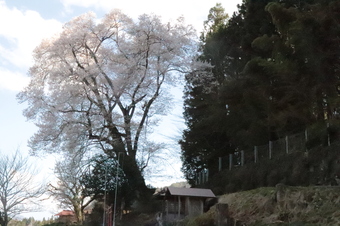 手塚原家の桜1