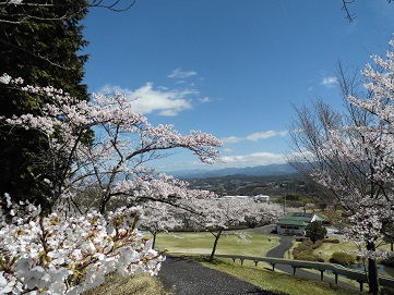 リフレッシュパークの桜2017_0418