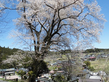 手塚原の桜