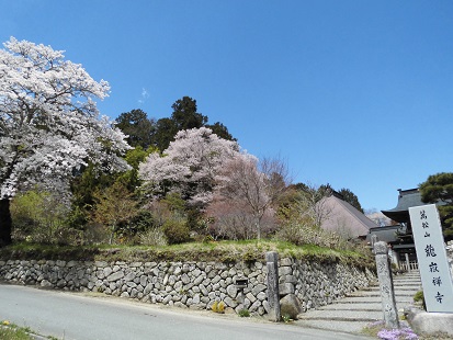 龍嶽寺の桜2017_0418