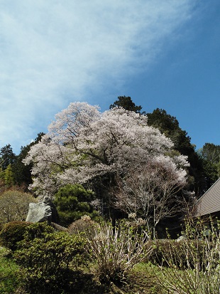 龍嶽寺の桜2
