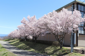 リフレッシュパークの桜2