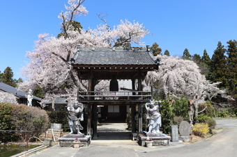 松源寺のさくら1