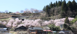 手塚原の桜2