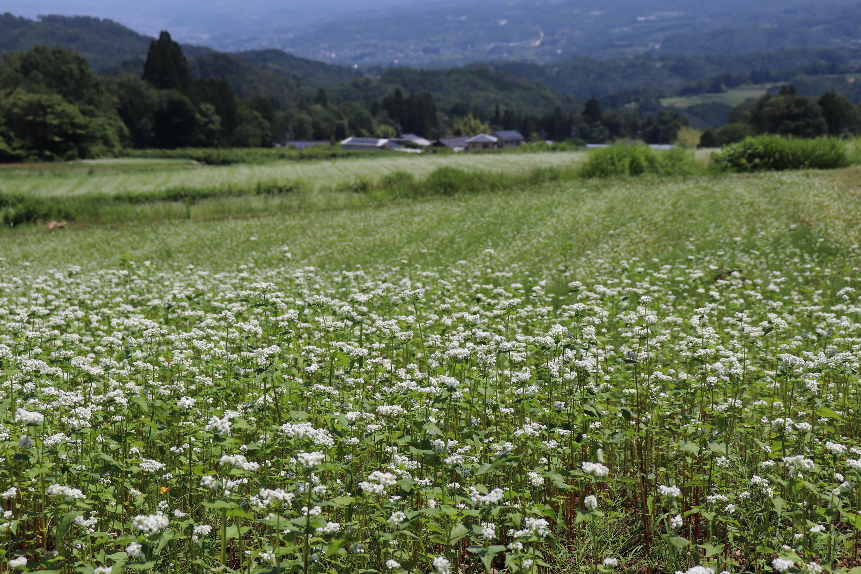 そばの花開花状況 行政情報 下條村