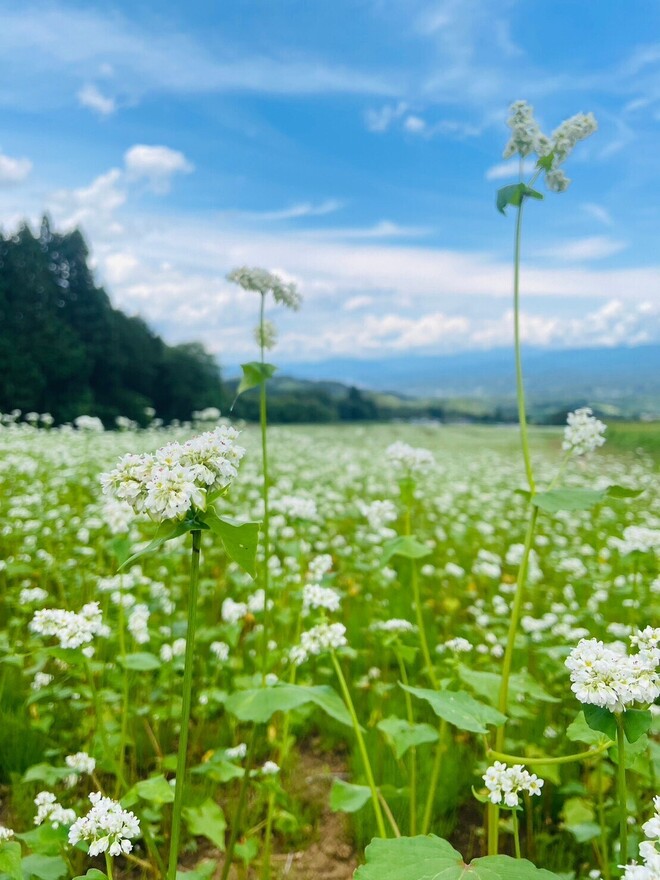 クリックすると拡大します