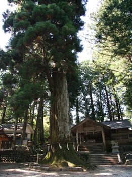 大山神社大杉の写真