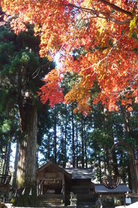 大山田神社の紅葉の様子（11月20日）