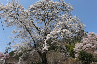 龍嶽寺の桜2