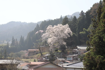 手塚原家の桜1