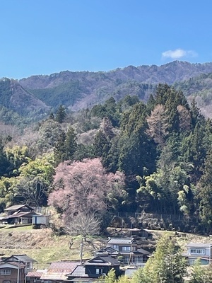手塚原の桜2