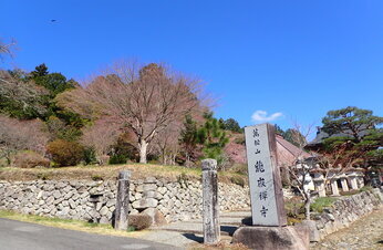 龍嶽寺の桜1